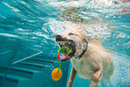 swimming Labrador Retriever