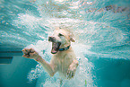 swimming Labrador Retriever