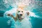 swimming Labrador Retriever