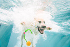 swimming Labrador Retriever