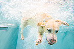 swimming Labrador Retriever