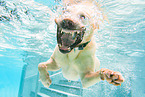 swimming Labrador Retriever