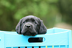 Labrador Retriever Puppy