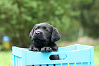 Labrador Retriever Puppy