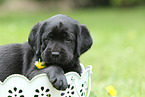 Labrador Retriever Puppy
