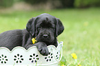 Labrador Retriever Puppy