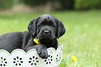 Labrador Retriever Puppy