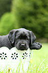 Labrador Retriever Puppy