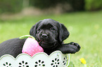 Labrador Retriever Puppy