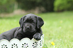 Labrador Retriever Puppy