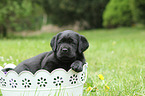 Labrador Retriever Puppy