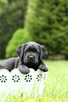 Labrador Retriever Puppy