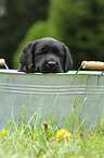 Labrador Retriever Puppy