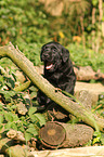 Labrador Retriever Puppy
