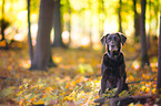 old Labrador Retriever
