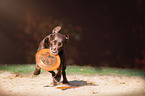 playing Labrador Retriever