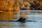 swimming Labrador Retriever