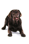 young Labrador Retriever
