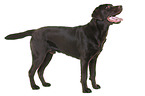 young Labrador Retriever