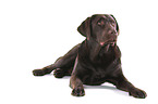 young Labrador Retriever