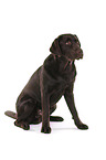 young Labrador Retriever