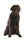 young Labrador Retriever