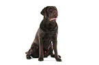 young Labrador Retriever