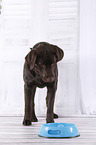 young Labrador Retriever