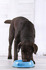 young Labrador Retriever