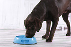 young Labrador Retriever