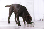 young Labrador Retriever