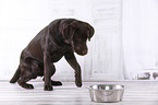 young Labrador Retriever