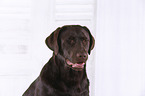 young Labrador Retriever