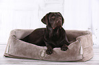 young Labrador Retriever