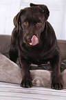 young Labrador Retriever