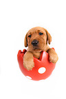 Labrador Retriever Puppy