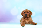 Labrador Retriever Puppy