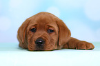 Labrador Retriever Puppy