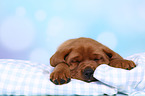 Labrador Retriever Puppy