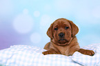 Labrador Retriever Puppy