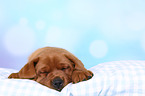Labrador Retriever Puppy