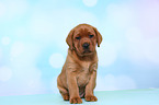Labrador Retriever Puppy