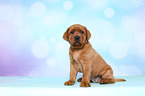 Labrador Retriever Puppy