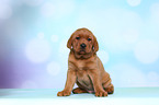 Labrador Retriever Puppy
