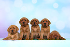 5 Labrador Retriever Puppies