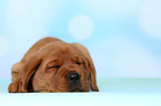 Labrador Retriever Puppy