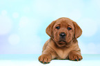 Labrador Retriever Puppy