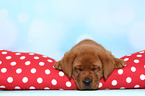 Labrador Retriever Puppy