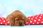 Labrador Retriever Puppy