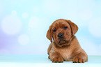 Labrador Retriever Puppy